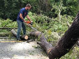 How Our Tree Care Process Works  in  East Peoria, IL