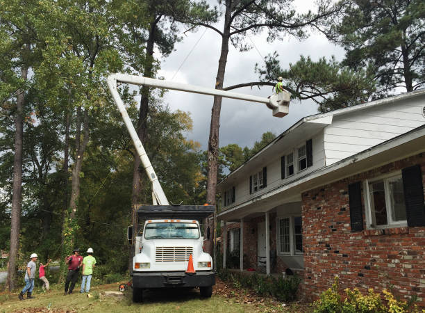 Trusted East Peoria, IL Tree Care Experts